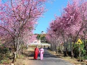 Bientôt la Fête du cerisier Sakura à Hanoi